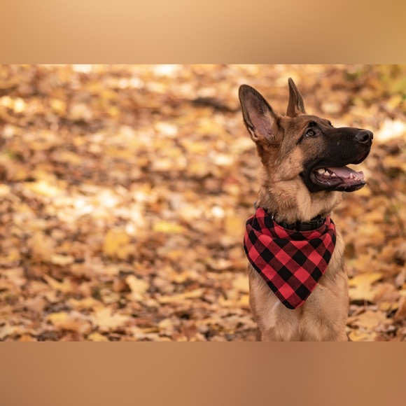 13” Levi’s Dog Bandana, Levi Strauss, Levi Jeans, Repurposed Levi Strauss - Picture 10 of 10